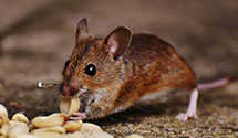 Find Exterminators in Goochland County
